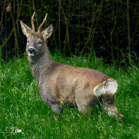Vasche dell'ex Zuccherificio di Crevalcore